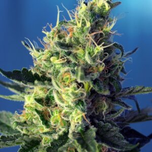 Sweet Seeds Sweet Pure CBD — Semi CBD Femminizzati 3+1 · CBD 8-15%