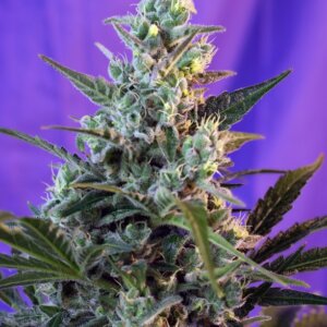 Sweet Skunk F1 Fast Version - Sweet Seeds semi da collezione