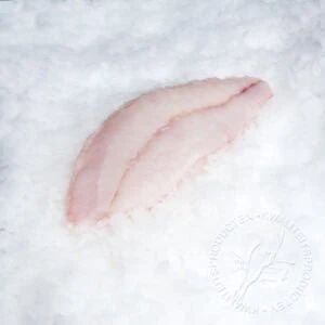 Tarbotfilet zonder vel