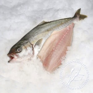 Kingfish Yellowtail (Hamachi)
