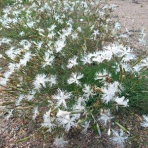 Hietaneilikka (Dianthus arenarius, Sandnejlika) kukkii hiekkamaalla valkoisin, hapsureunaisin kukin.