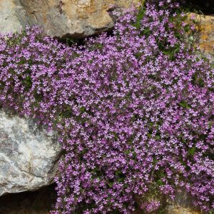 Kivikkosuopayrtti (Saponaria ocymoides) – tiheästi kasvavia vaaleanpunaisia kukkia kivikossa.