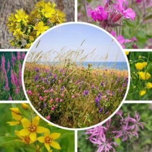 Rantaniitty siemenseos – keskellä rantaniitty ja ympärillä kuvia kasveista: käenkukka, ranta-alpi, rantakukka yms.