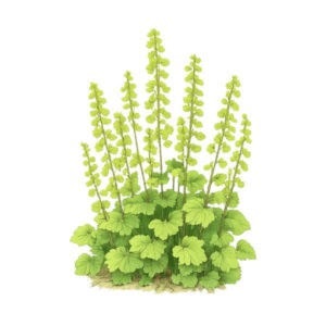 Tellima (Tellima grandiflora) – lehtevä mätäskasvu ja korkeat kukkavarret, joissa vaaleanvihreitä kukkia. Tekoäly kuva.