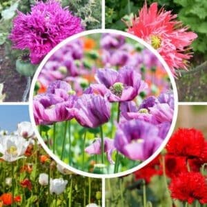 Unikkoseos (Papaveraceae) – yksittäisiä kuvia punaisista, lilanvioleteista ja valkoisista unikoista. Keskellä lilan värisiä unikoita.