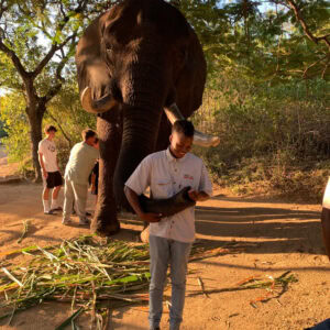 ELEPHANT WHISPERS - HAZYVIEW