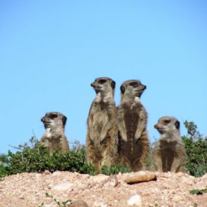 meerkat safari buffelsdrift oudtshoorn
