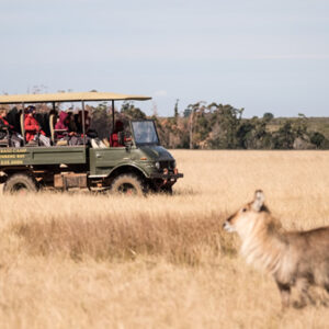 game drive plettenberg