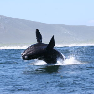 WHALE WATCHING MARINE CRUISE - GANSBAAI