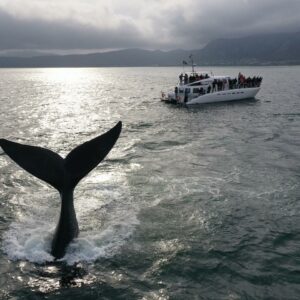 WHALE WATCHING CRUISE - HERMANUS