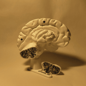 5 Maqueta del Cerebro V2 Humano Desmontable (Escala 1:1) – Modelo Anatómico Magnético