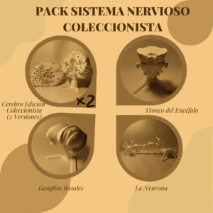 1 Pack del Sistema Nervioso
