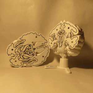 Imagen principal el cerebro Edición Colecionista El Cerebro Edición Coleccionista