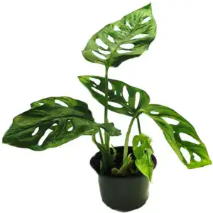 monstera obliqua monstera obliqua