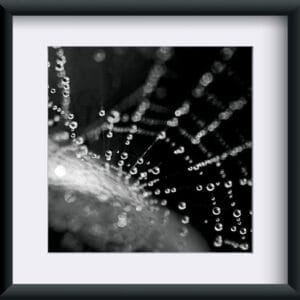 Fotografia "Krople w sieci"