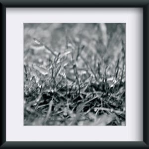 Fotografia "Szept Trawy"