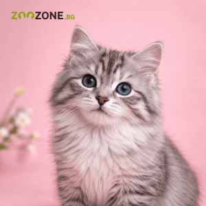 Котки