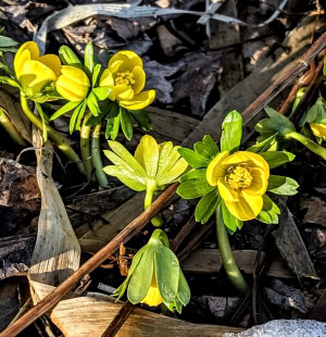 Read more about the article Pollinator Rock Gardens