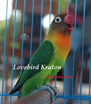 LOVE BIRD KRATON LOVE BIRD KRATON - Pindah Tangan