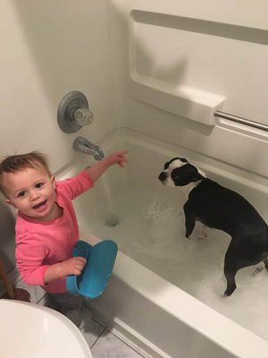 How Often Should You Give Your Boston Terrier a Bath? Boston Terrier Society.