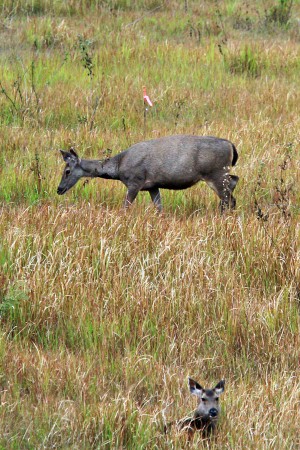 Khao Yai National Park