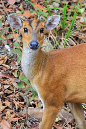 Khao Yai National Park