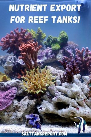nutrient export for reef tanks