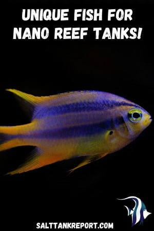 unique fish for nano reef tanks