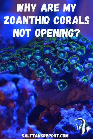zoanthids not opening