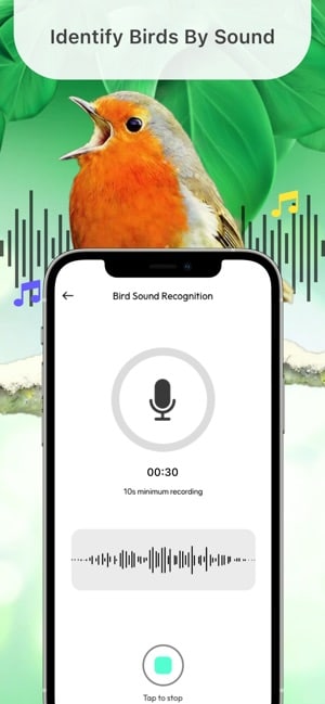 Is There an App to Identify Bird Song