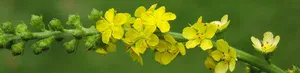 yellow flowers on a stem