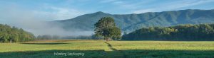 Read more about the article WHEN TREES STAND ALONE