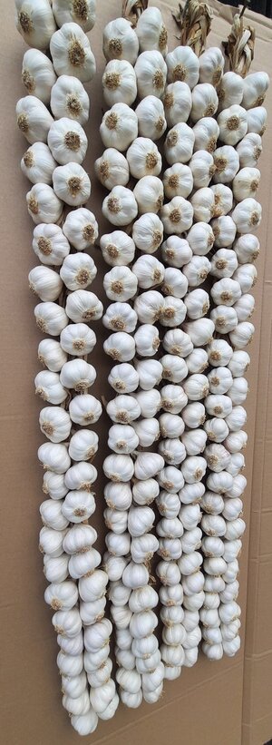 warkocz czosnku wiosennego 1m