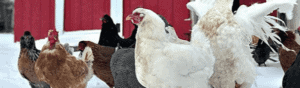 How to Protect Birds from Frostbite