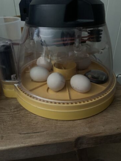 Serama Hatching Eggs UK
