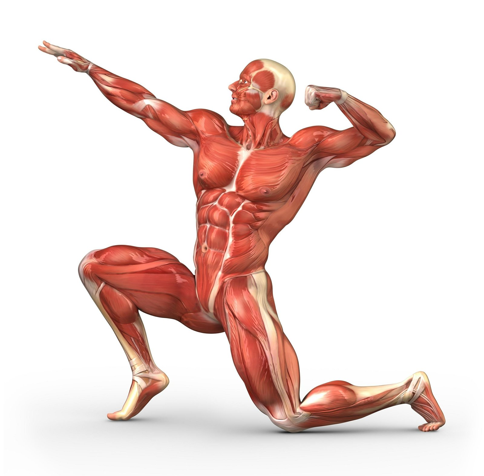 Human Body