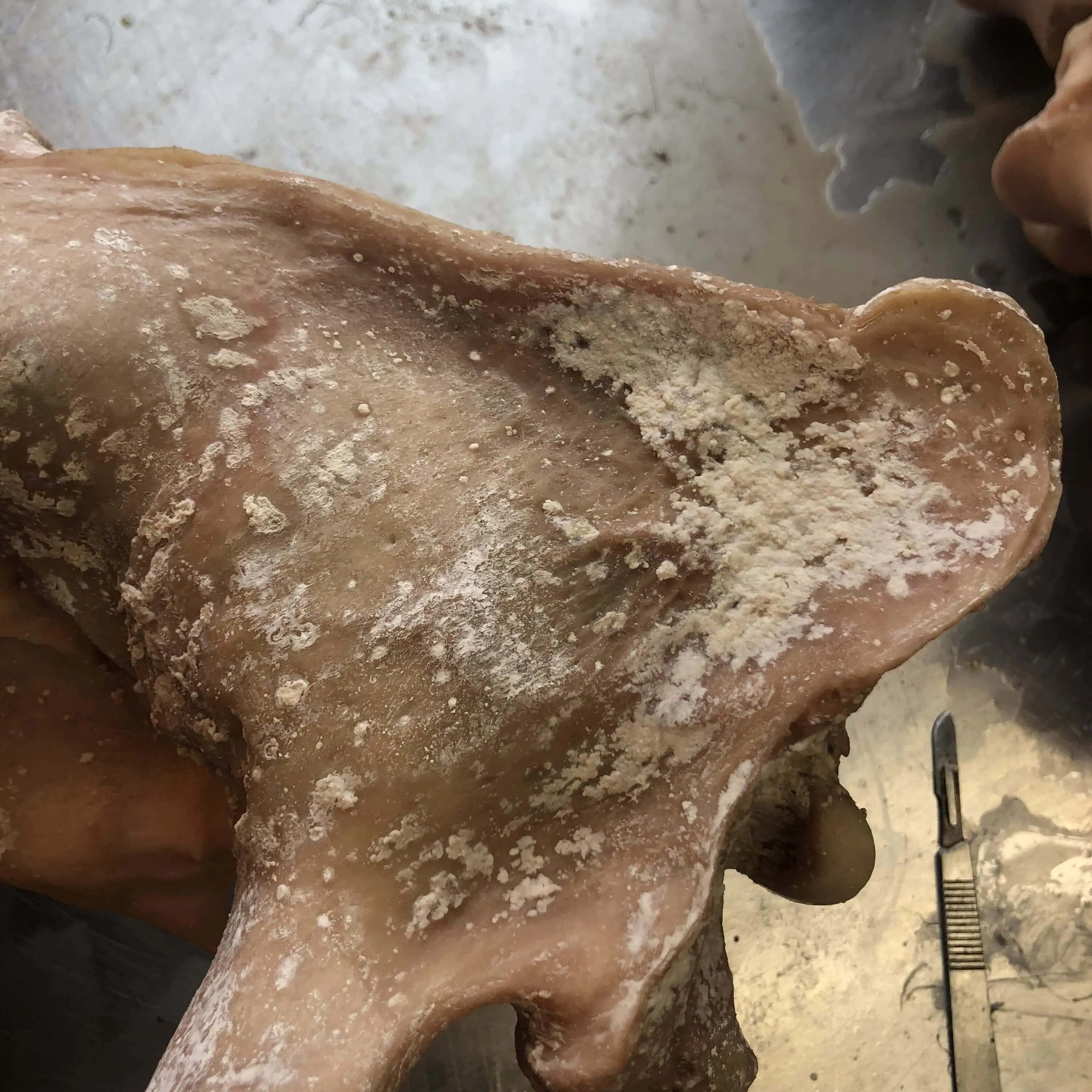 adipocere/ grave wax/ corpse wax on liger skull