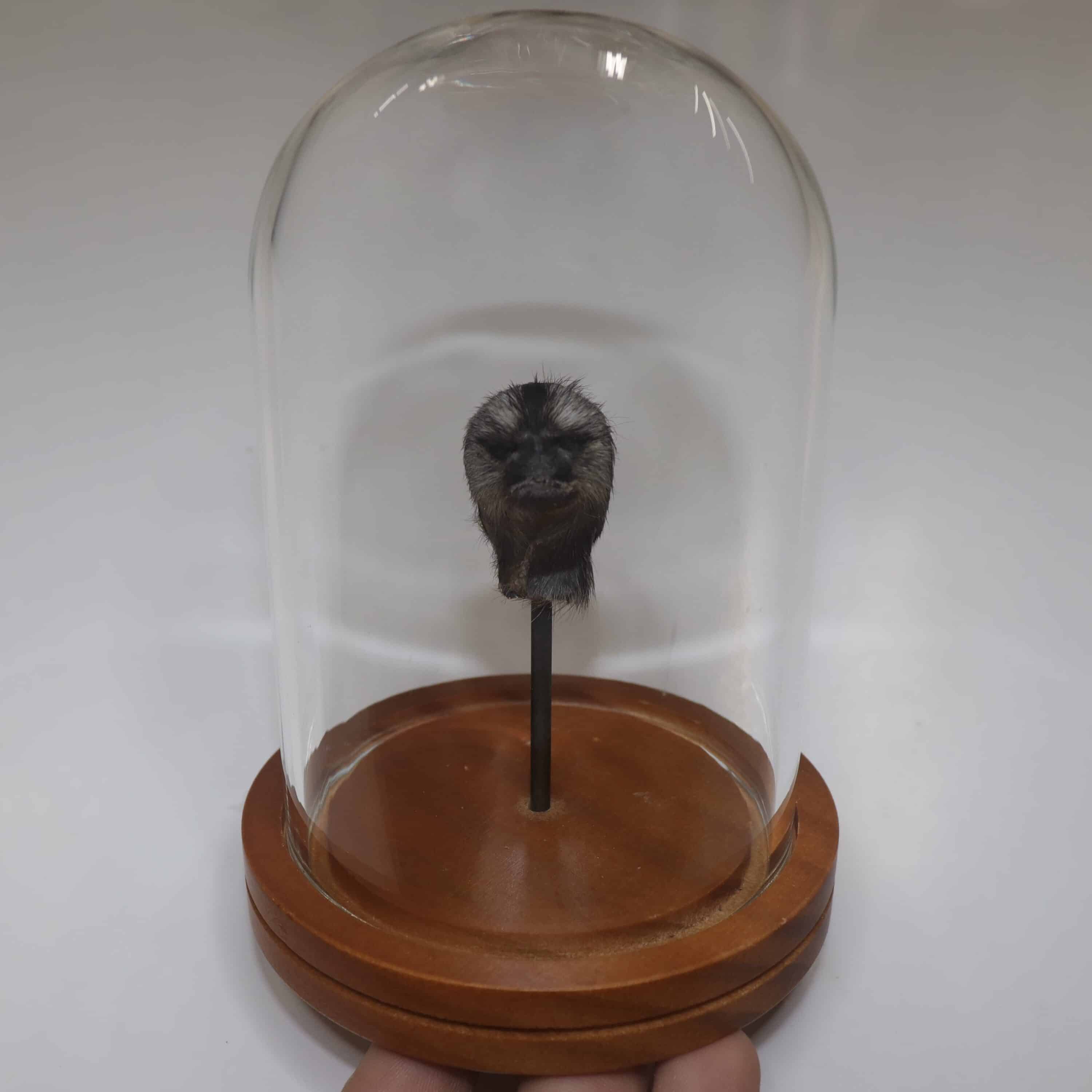 Tiny Monkey Head in Dome