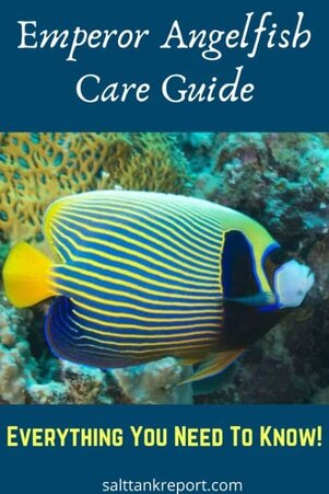 Emperor angelfish care guide