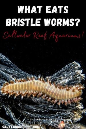 what eats bristle worms