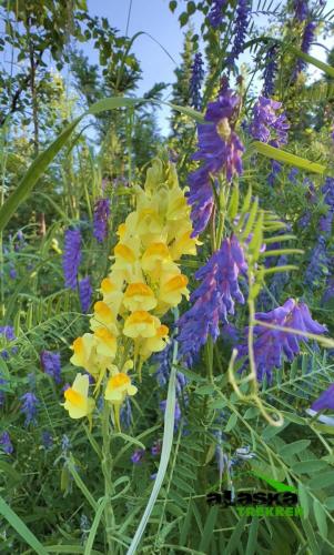 alaska-lupine3