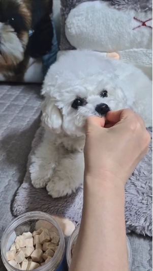 저알러지 강아지 간식