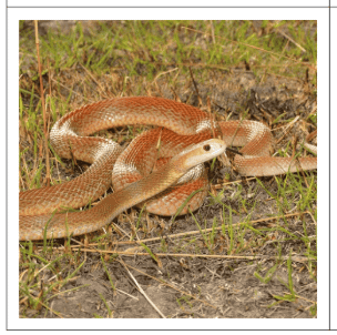 Австралия задания, тест австралия австралия вопросы и ответы, животные австралии задания, викторина по австралии