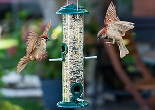 Does Putting Out Bird Seed And Nuts Attract Rats