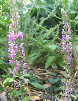 Salvia 'Merlau Rose'
