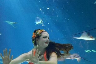 compagnie néréïdes, spectacle de sirènes, première compagnie de spectacles de sirènes de France, spectacle en aquarium, aquarium show, sirène diplômée