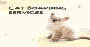 Make the Most of Your Cat’s Vacation with Cat Boarding Services
