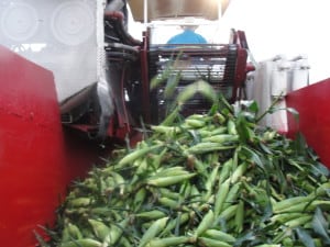 Russo's Corn Harvested