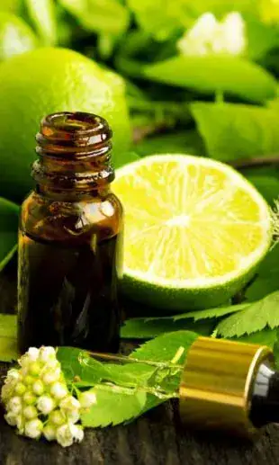 aromatherapy essential oil