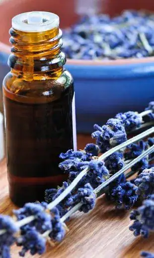 Advanced Aromatherapy course at The School of Natural Health Sciences